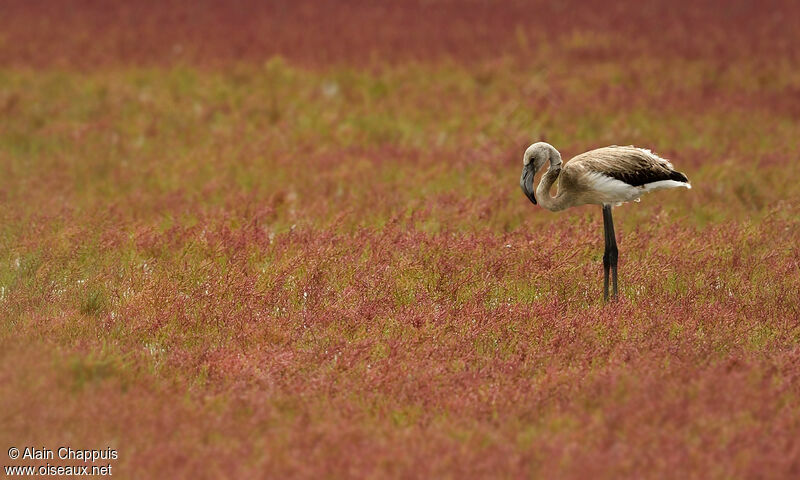 Greater FlamingoFirst year, identification, feeding habits, Behaviour