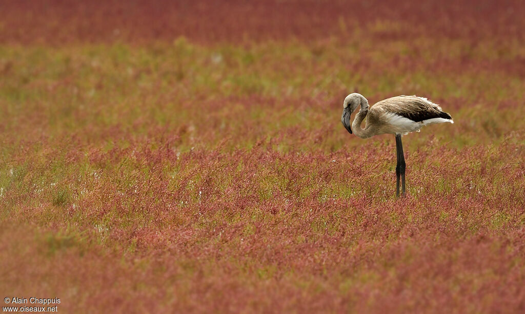 Greater FlamingoFirst year, identification, feeding habits, Behaviour