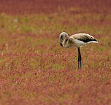 Flamant rose