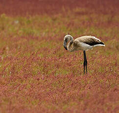 Flamant rose