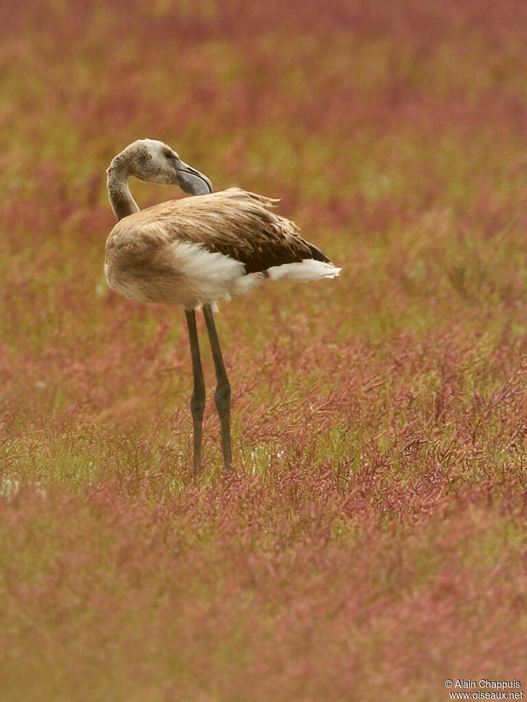 Greater FlamingoFirst year, identification, feeding habits, Behaviour