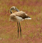 Flamant rose