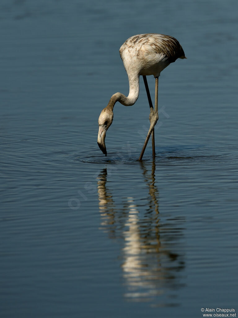 Greater FlamingoFirst year, identification, feeding habits, Behaviour