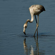 Flamant rose