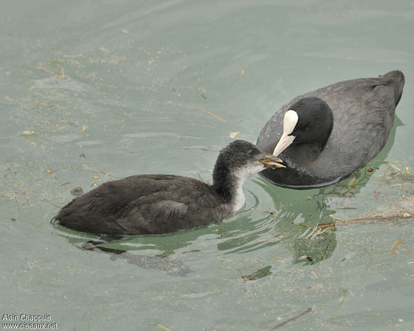 Eurasian Coot, pigmentation, Reproduction-nesting, Behaviour