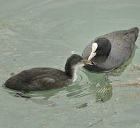 Eurasian Coot