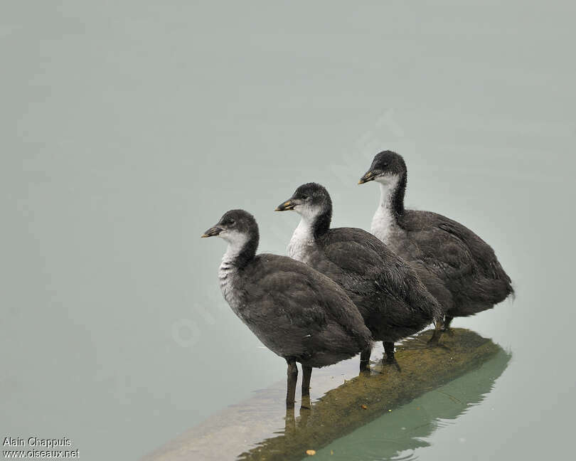 Eurasian Cootjuvenile, identification