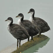 Eurasian Coot