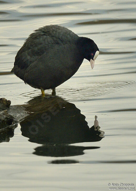 Eurasian Cootadult, Behaviour