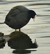 Eurasian Coot