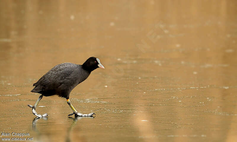 Eurasian Cootadult, walking, Behaviour