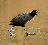 Eurasian Coot