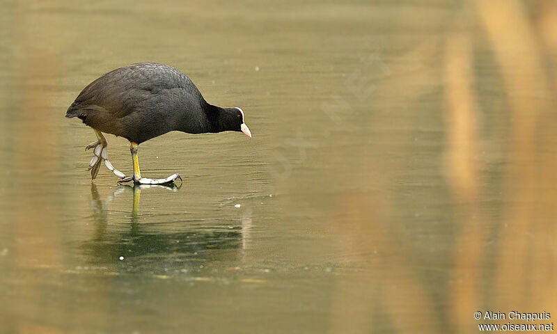 Eurasian Cootadult, identification, Behaviour