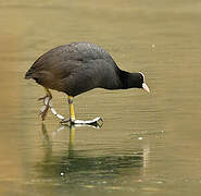 Eurasian Coot