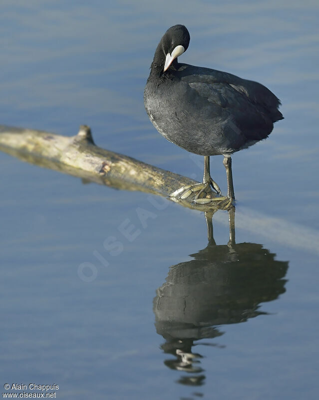 Foulque macroule, identification, Comportement