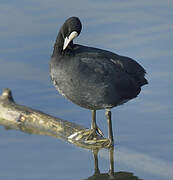 Eurasian Coot