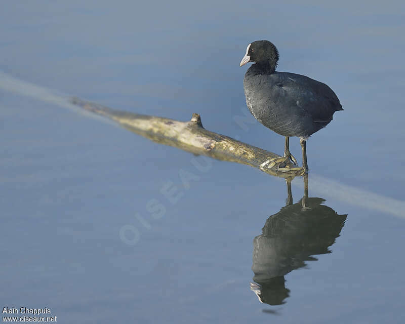 Eurasian Cootadult, identification