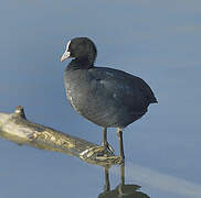 Eurasian Coot