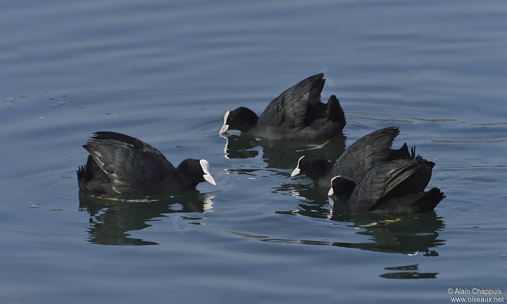 Eurasian Cootadult, identification, Behaviour