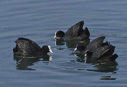 Eurasian Coot