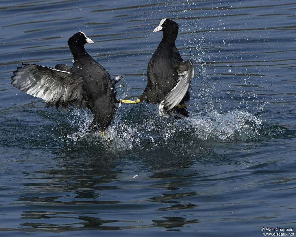 Eurasian Cootadult, identification, Behaviour