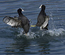Eurasian Coot