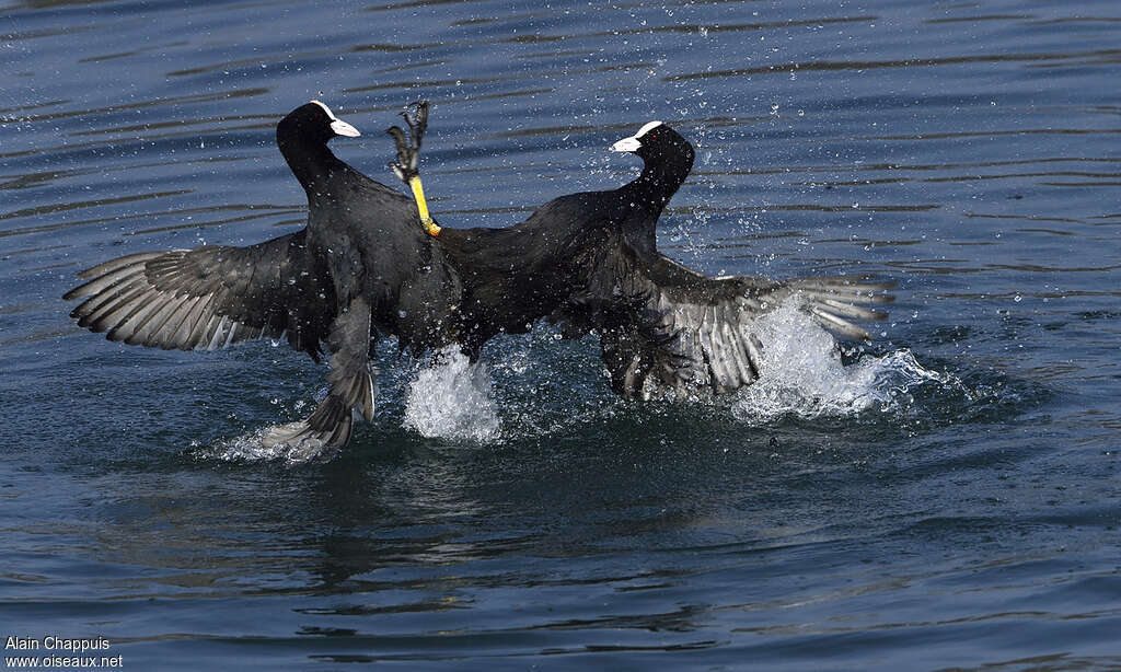 Eurasian Cootadult, Behaviour