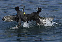 Eurasian Coot