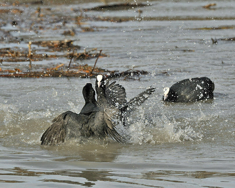 Eurasian Coot