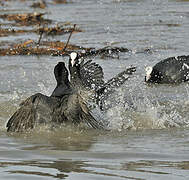 Eurasian Coot