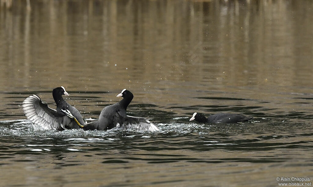 Eurasian Cootadult, identification, Behaviour