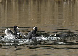 Eurasian Coot