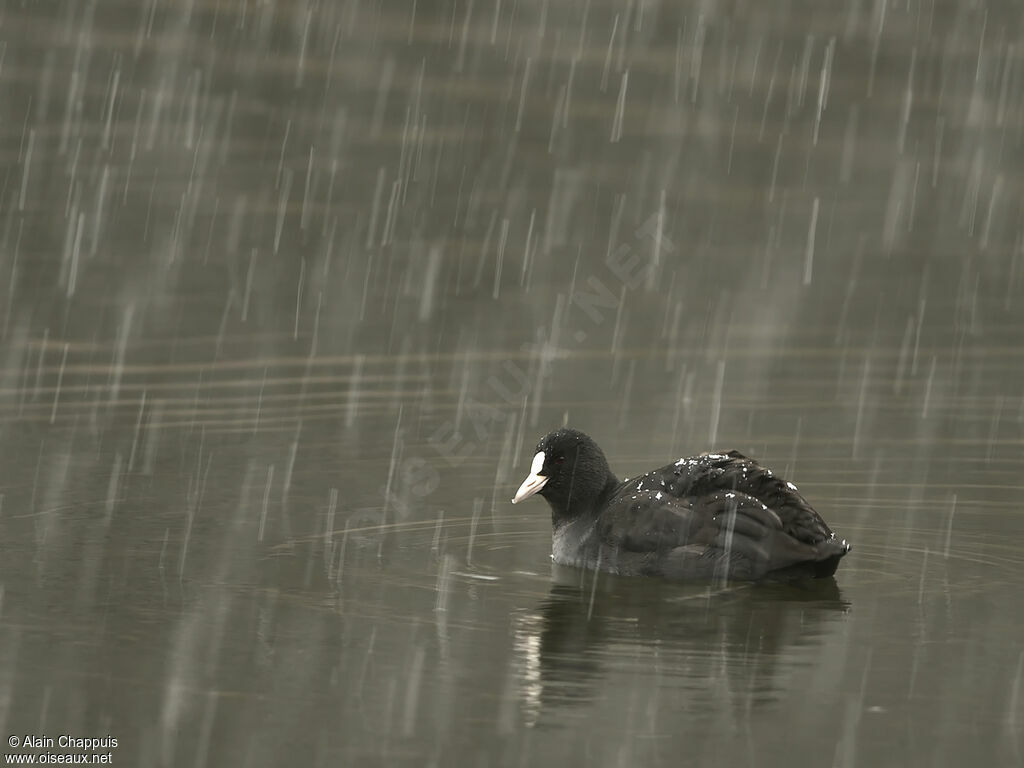 Foulque macrouleadulte, identification, pêche/chasse