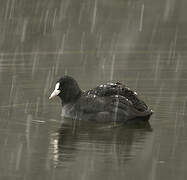 Eurasian Coot