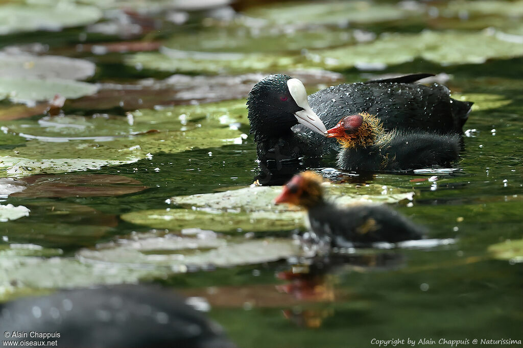 Eurasian CootPoussin, habitat, Reproduction-nesting