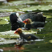 Eurasian Coot