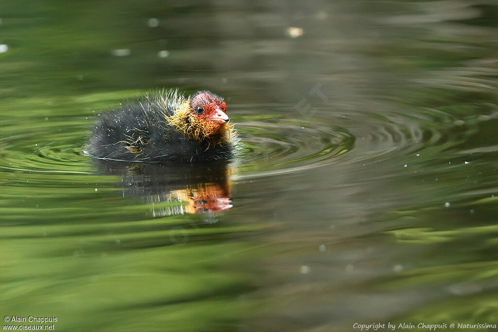 Eurasian CootPoussin, identification, pigmentation, Reproduction-nesting