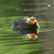 Eurasian Coot