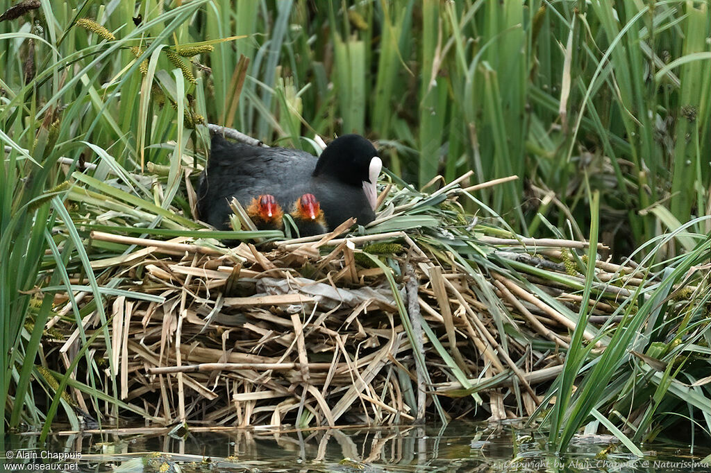 Foulque macroule, identification, Nidification