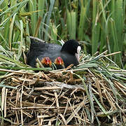 Eurasian Coot