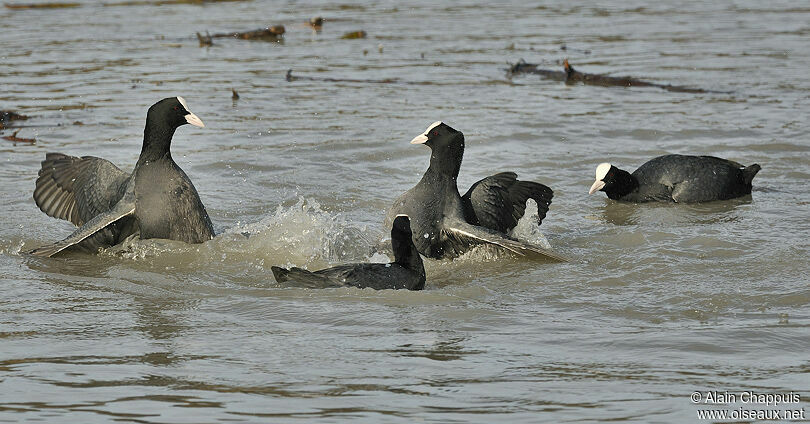 Eurasian Cootadult, identification, Behaviour