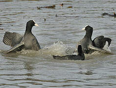 Eurasian Coot