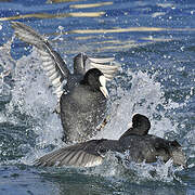 Eurasian Coot