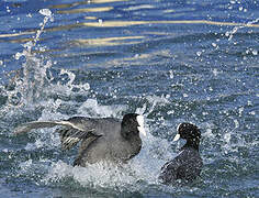 Eurasian Coot