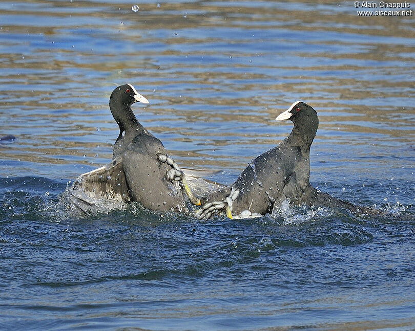 Foulque macroule mâle adulte, identification, Comportement