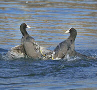 Eurasian Coot