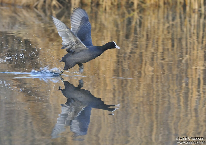 Eurasian Coot male adult, identification, Behaviour