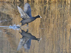 Eurasian Coot