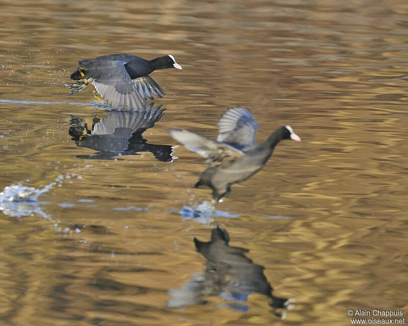 Eurasian Coot male adult, identification, Behaviour