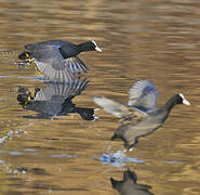 Eurasian Coot